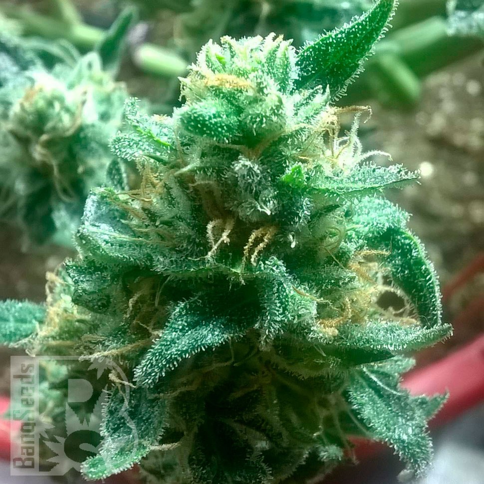 заказ семян конопли Bubblelicious regular