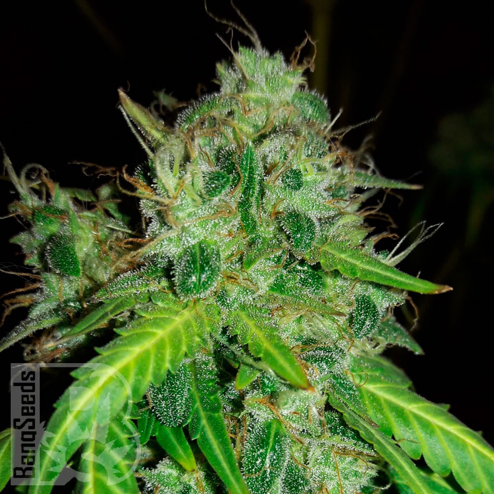 Семена  Bubblelicious regular Ganja Seeds