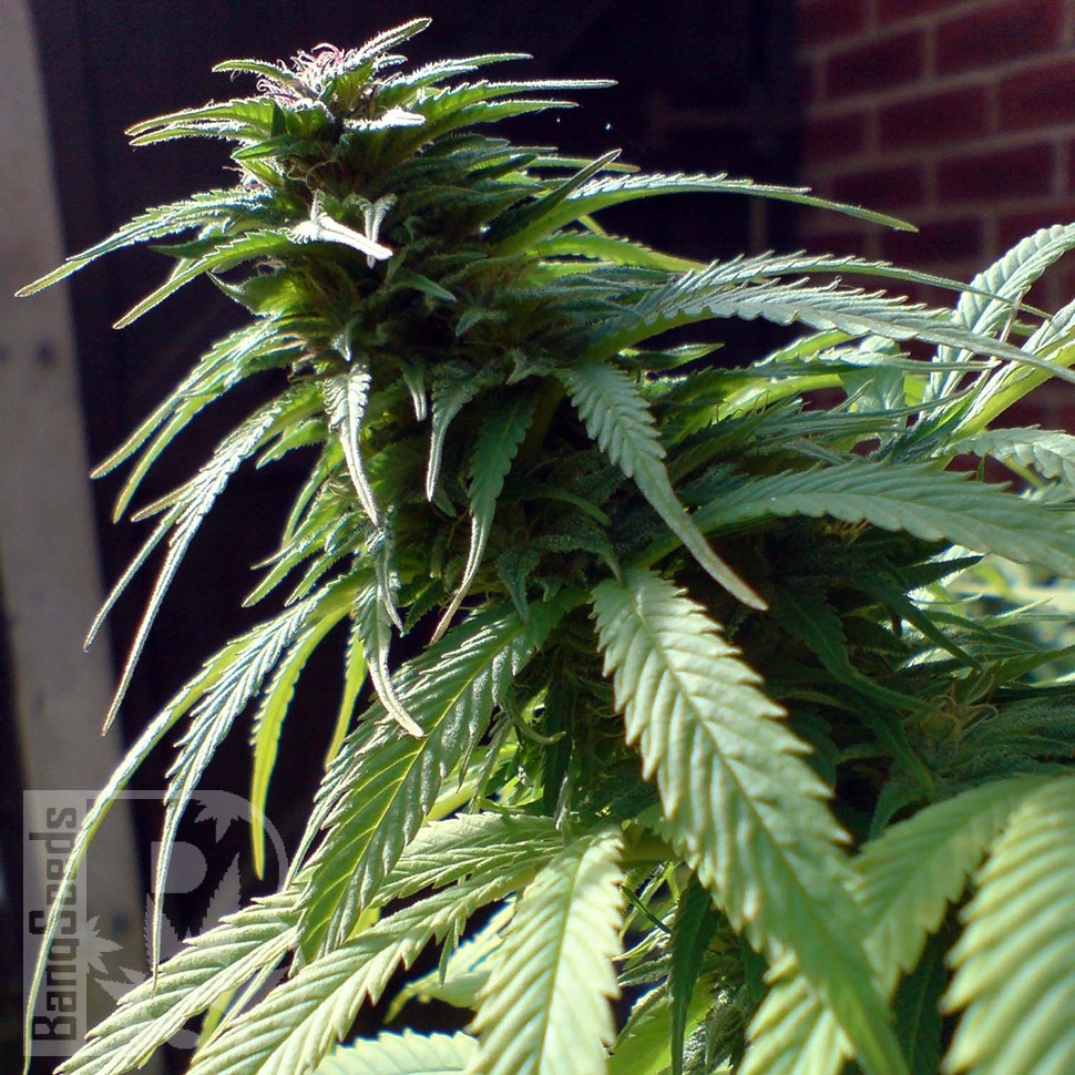 Семена марихуаны  White Widow x Early Skunk feminised Ganja Seeds