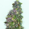 семена конопли курьером Mazar regular Ganja Seeds