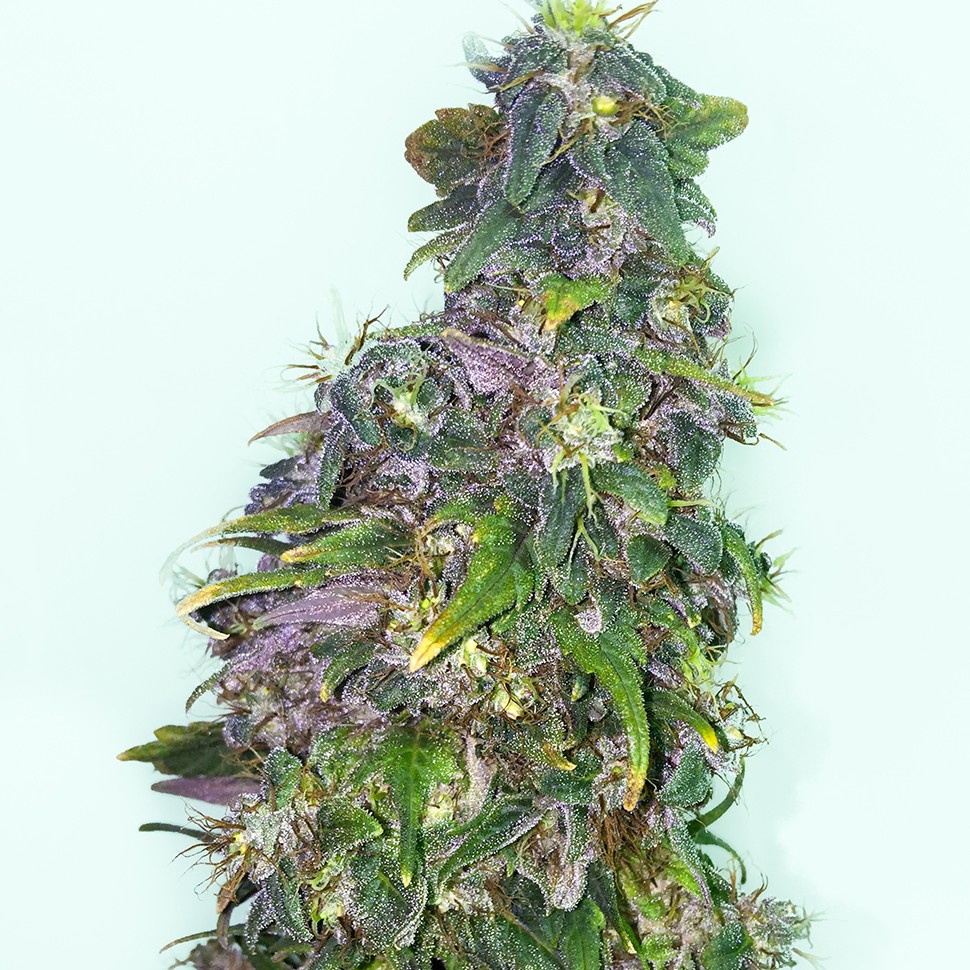 Семена марихуаны  Mazar regular Ganja Seeds