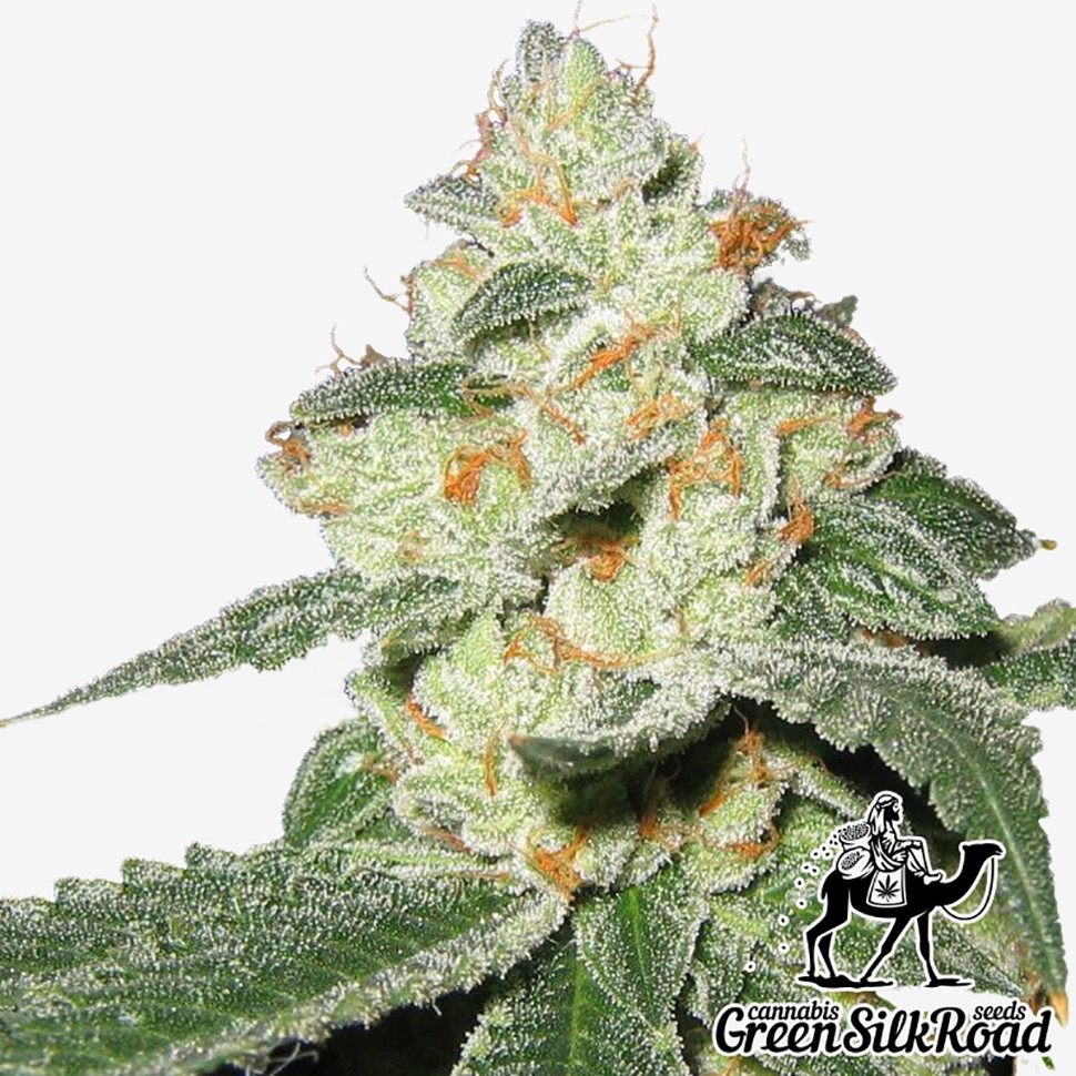 Семена конопли  Auto Great White Shark feminised Green Silk Road Seeds