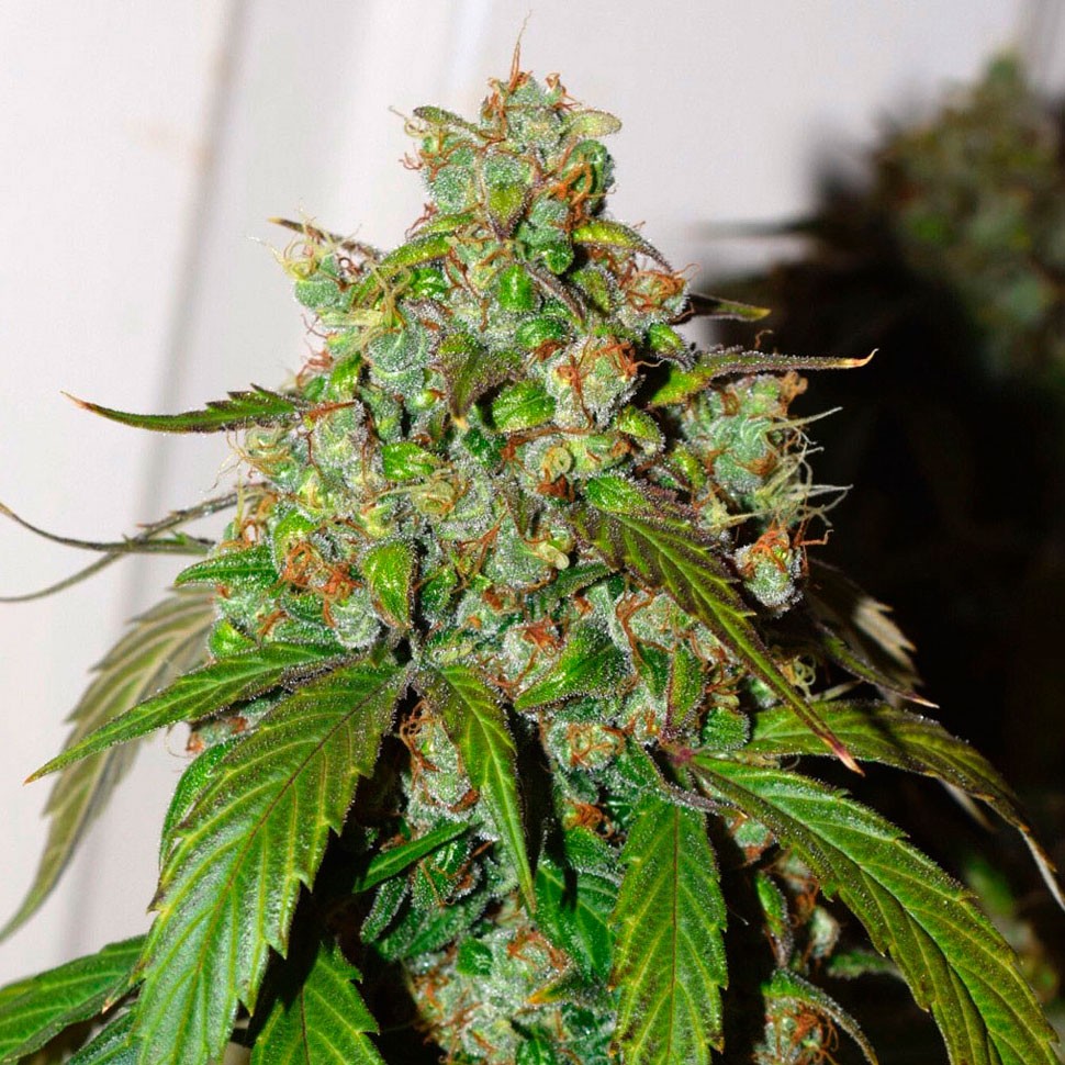 Семена каннабиса  Auto Daiquiri Lime feminised Ganja Seeds
