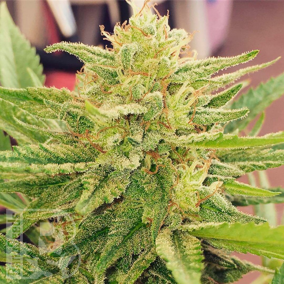 Семена  CBDivine feminised Ganja Seeds