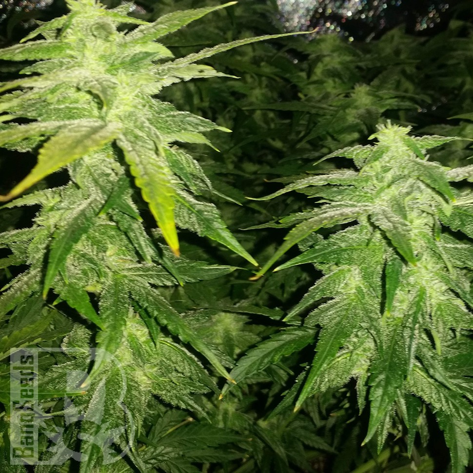 Семена каннабиса  White Widow x Great White Shark feminised Ganja Seeds