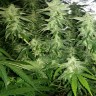 Семена каннабиса  White Widow x Great White Shark feminised Ganja Seeds