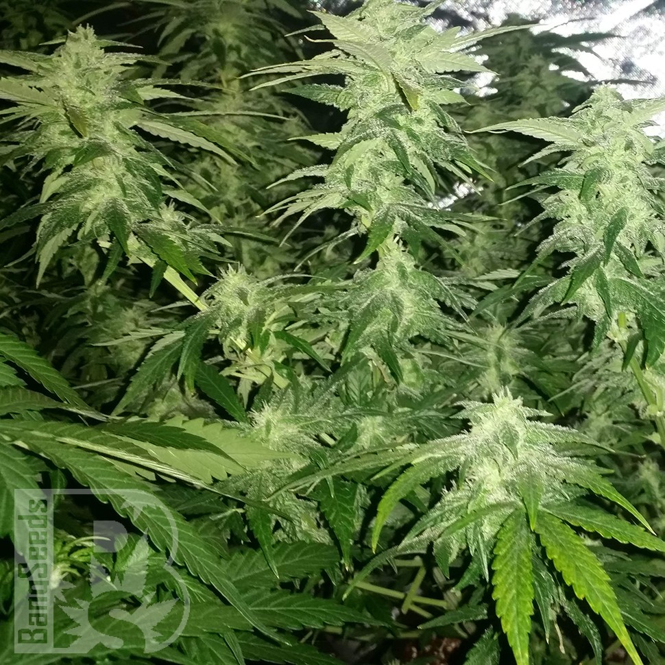 Семена каннабиса  White Widow x Great White Shark feminised Ganja Seeds