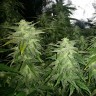 Семена каннабиса  White Widow x Great White Shark feminised Ganja Seeds