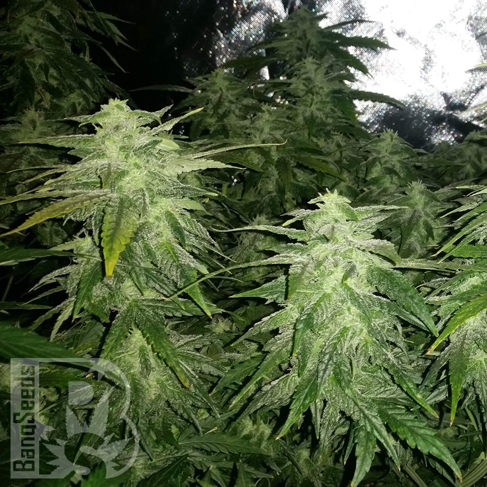 Семена каннабиса  White Widow x Great White Shark feminised Ganja Seeds