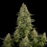 Семена каннабиса  White Widow x Great White Shark feminised Ganja Seeds