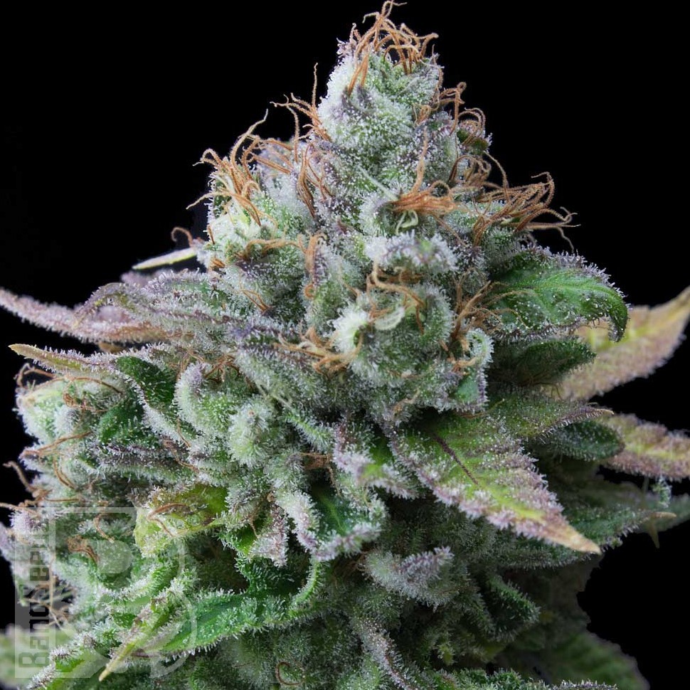Семена каннабиса  White Widow x Great White Shark feminised Ganja Seeds