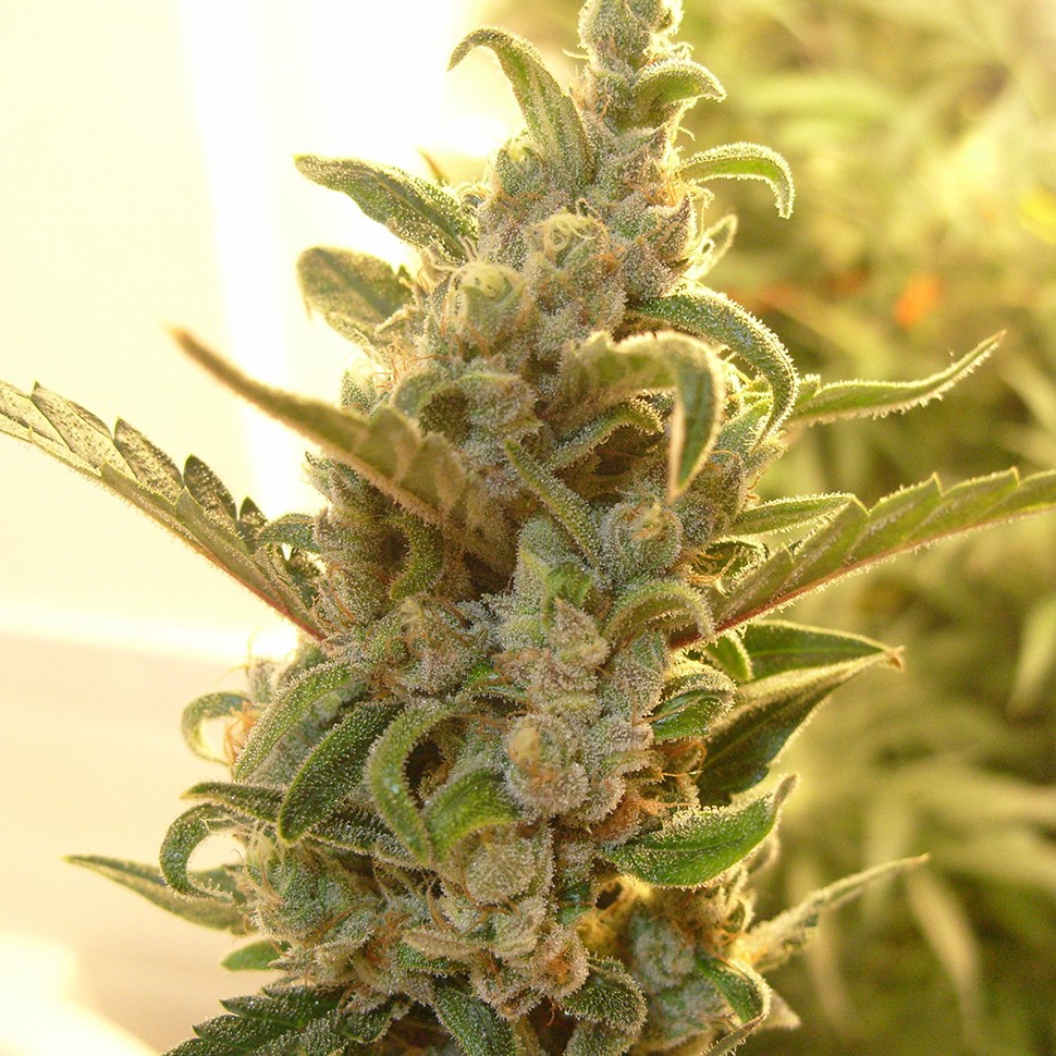 Семена конопли  Auto Dreamberry feminised Ganja Seeds