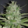 семена конопли Auto Dreamberry feminised Ganja Seeds