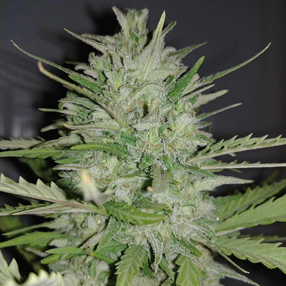 семена конопли Auto Dreamberry feminised Ganja Seeds