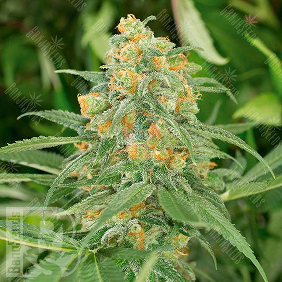 Семена марихуаны  Green Crack feminised Ganja Seeds