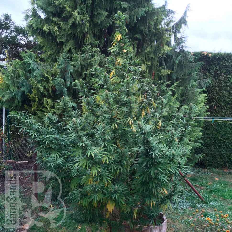 Купить семена Black Russian feminised Ganja Seeds