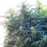 Black Russian feminised Ganja Seeds недорого