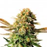 Семена Black Russian feminised Ganja Seeds