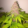 Black Russian feminised Ganja Seeds семена в Казахстане
