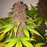 Black Russian feminised Ganja Seeds купить