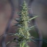 Семена  White Widow x Jack Herer feminised Ganja Seeds