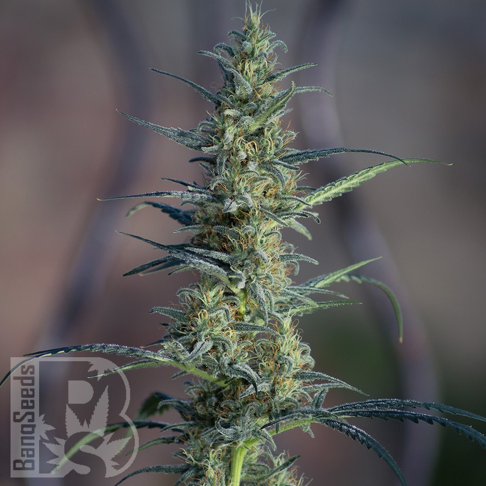 Семена  White Widow x Jack Herer feminised Ganja Seeds