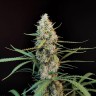 Семена  White Widow x Jack Herer feminised Ganja Seeds