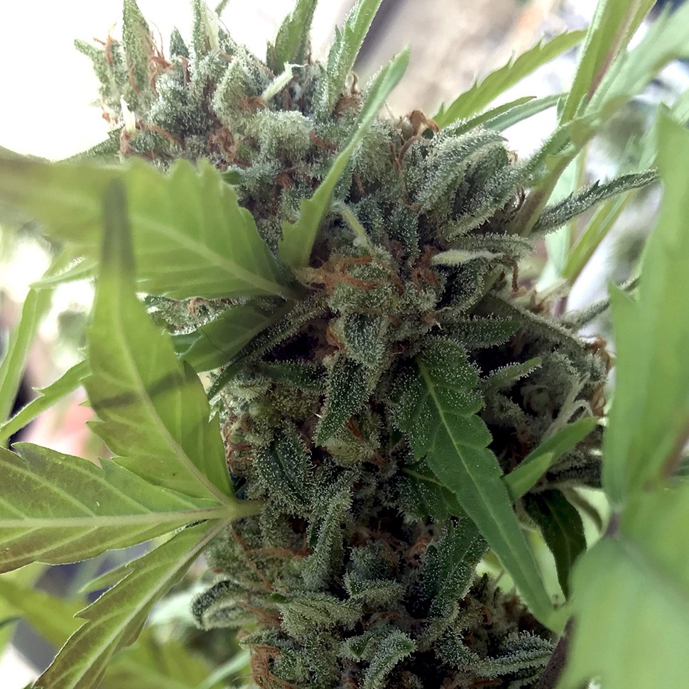 Семена  Auto Girl Scout Cookies feminised Ganja Seeds