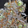 Семена каннабиса  Opium feminised Ganja Seeds