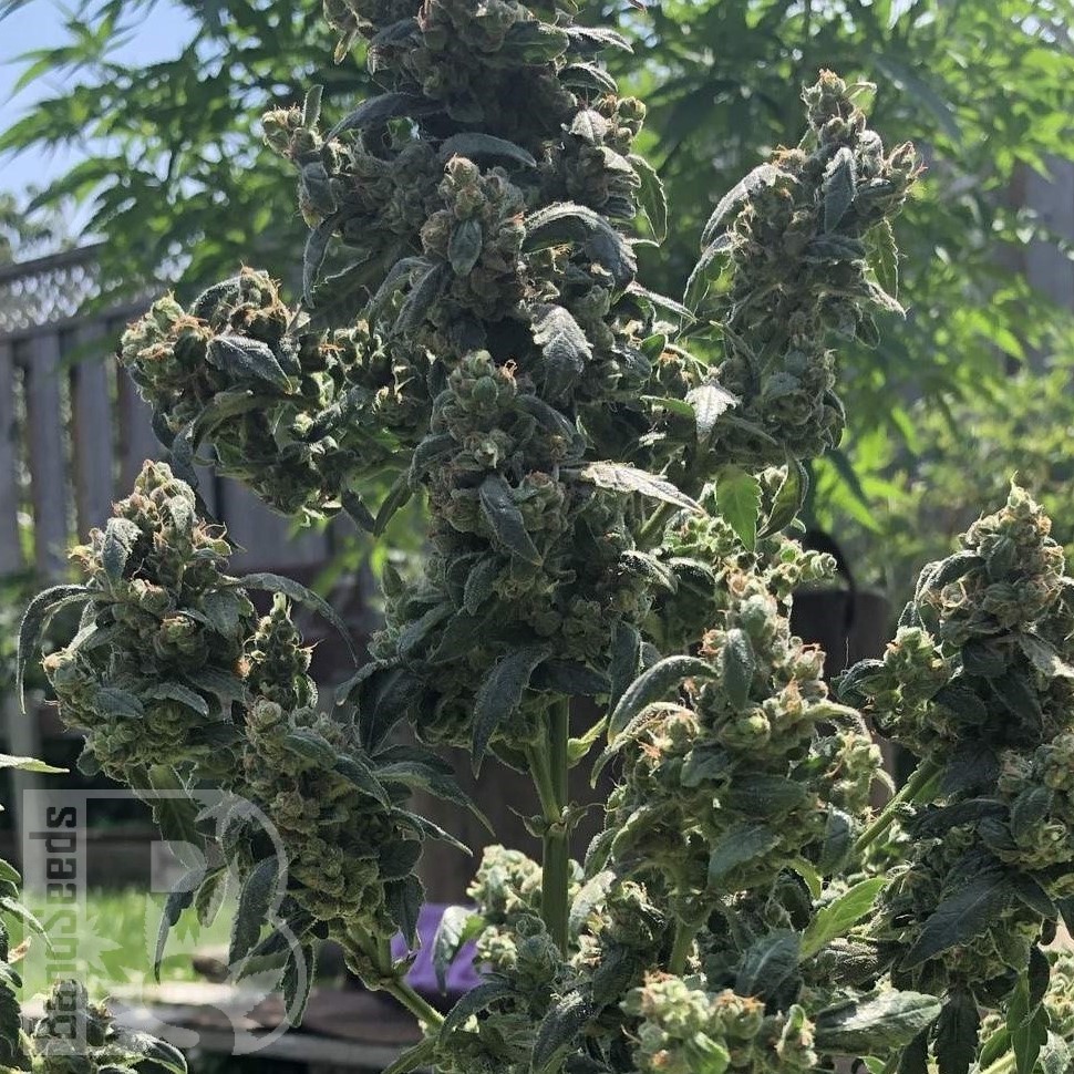 Семена каннабиса  Opium feminised Ganja Seeds