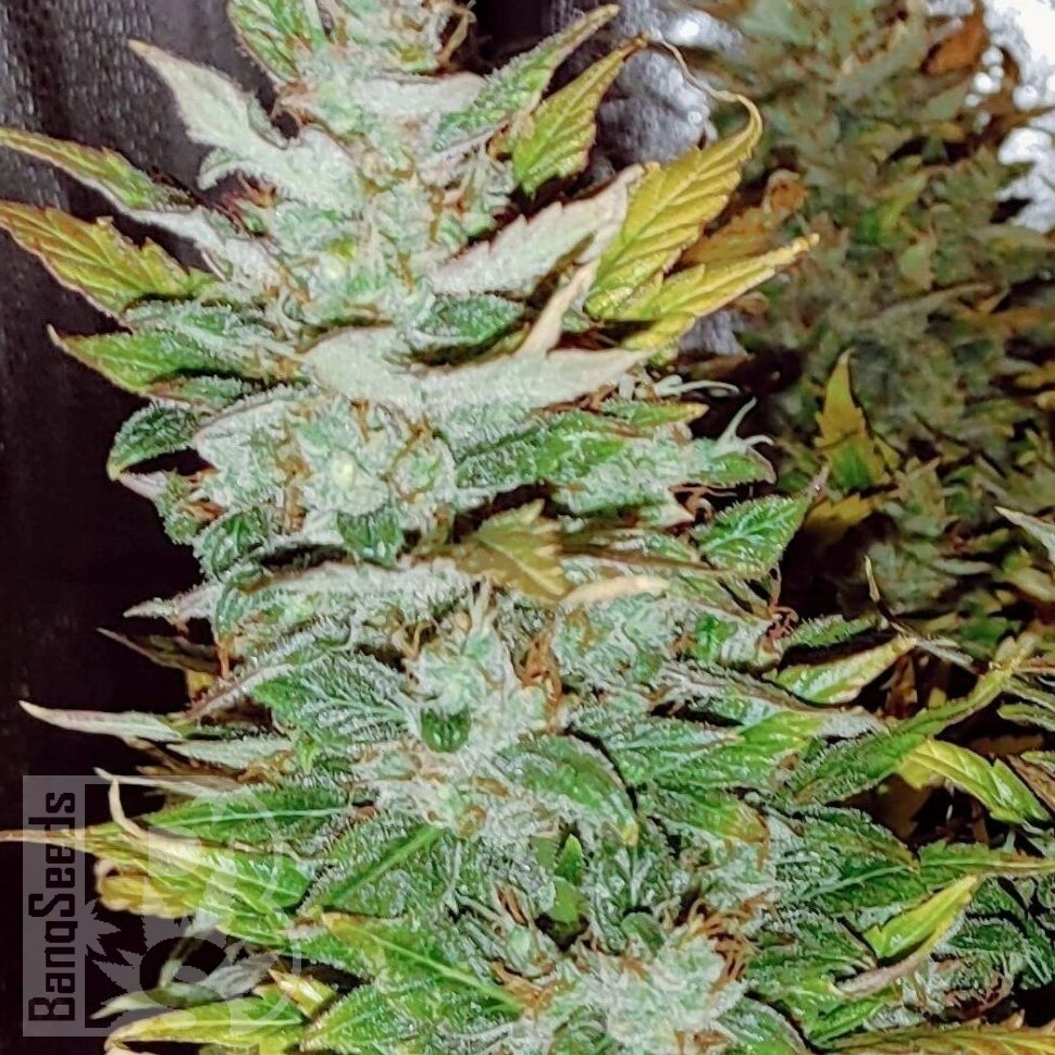 Семена каннабиса  Opium feminised Ganja Seeds