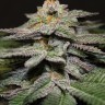 Семена конопли  Blue Diesel feminised Ganja Seeds