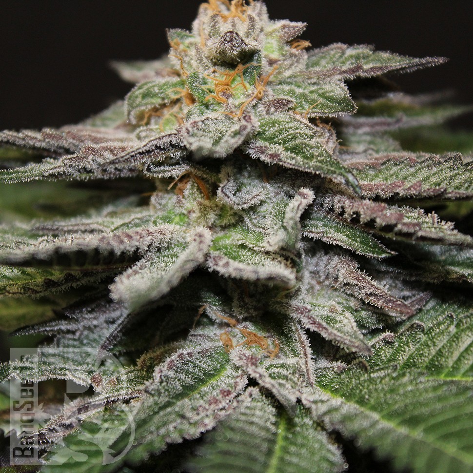 Семена конопли  Blue Diesel feminised Ganja Seeds