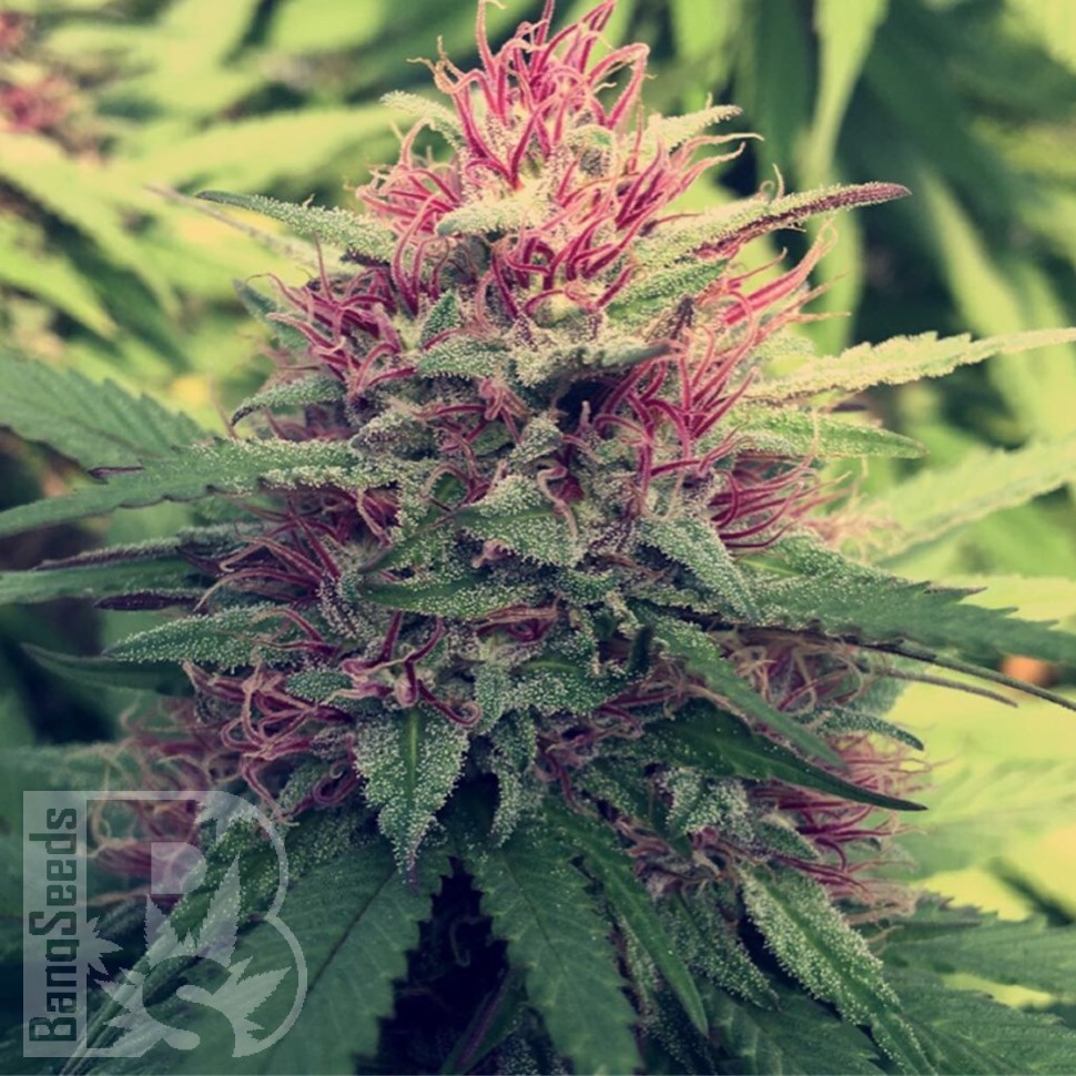 Семена конопли  Blue Diesel feminised Ganja Seeds
