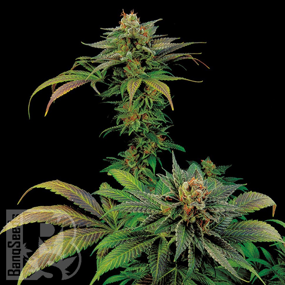 Семена  White Widow x Somango feminised Ganja Seeds
