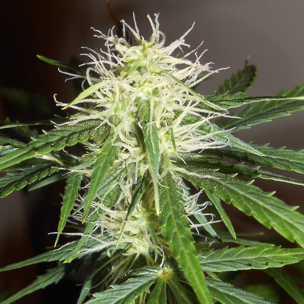 Семена конопли  Auto Lowryder #2 regular Ganja Seeds