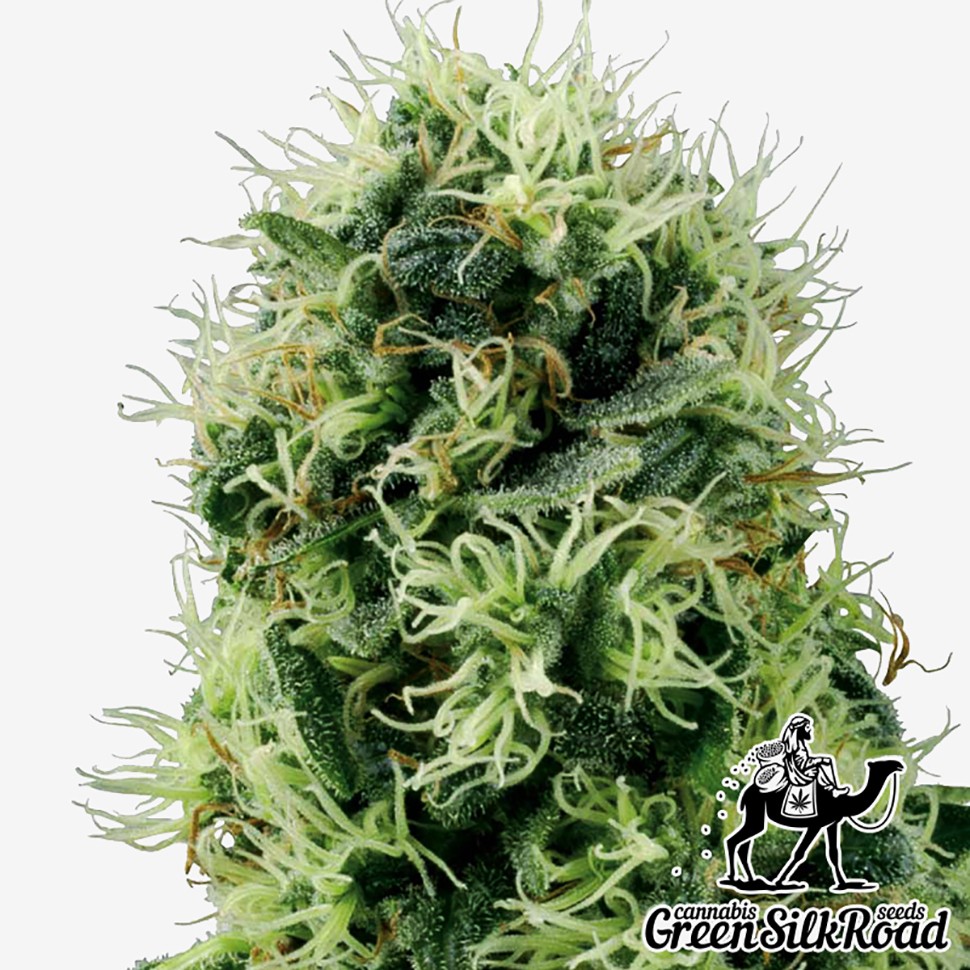Семена конопли  Auto Power Plant feminised Green Silk Road Seeds