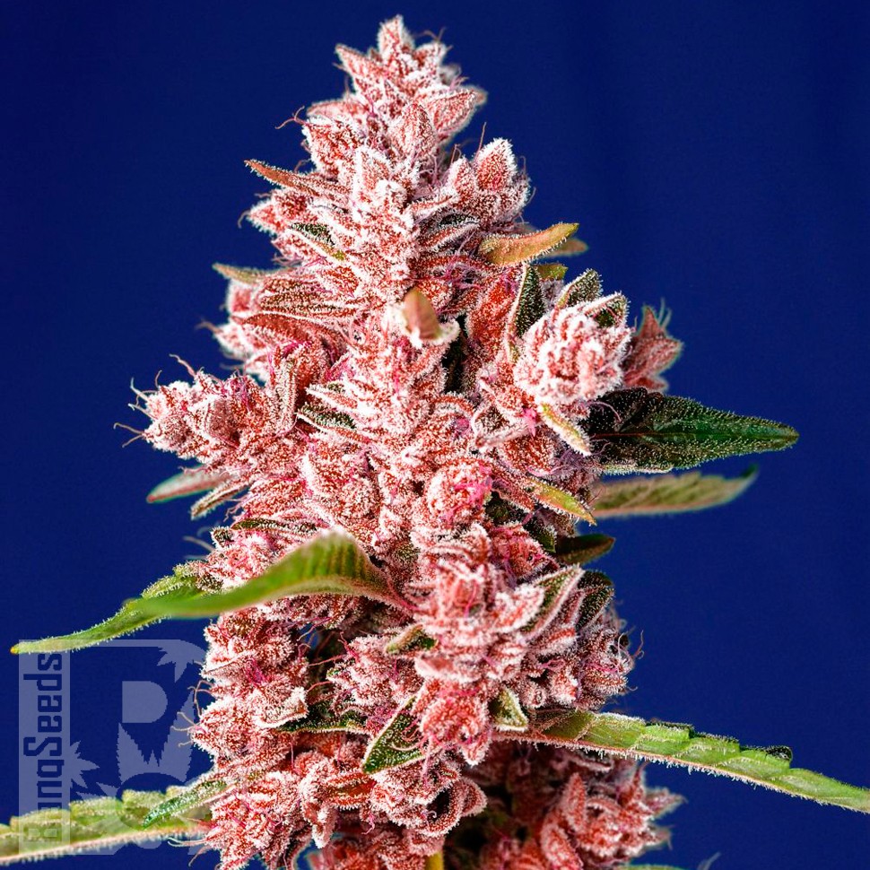 Семена ганжа  Tropicanna Poison feminised feminised Ganja Seeds Fast Version