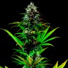 Tropicanna Poison feminised GanjaSeeds Fast Version купить