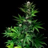 Tropicanna Poison feminised GanjaSeeds Fast Version заказать семена конопли