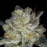 Семена каннабиса  Snow Ryder feminised Ganja Seeds