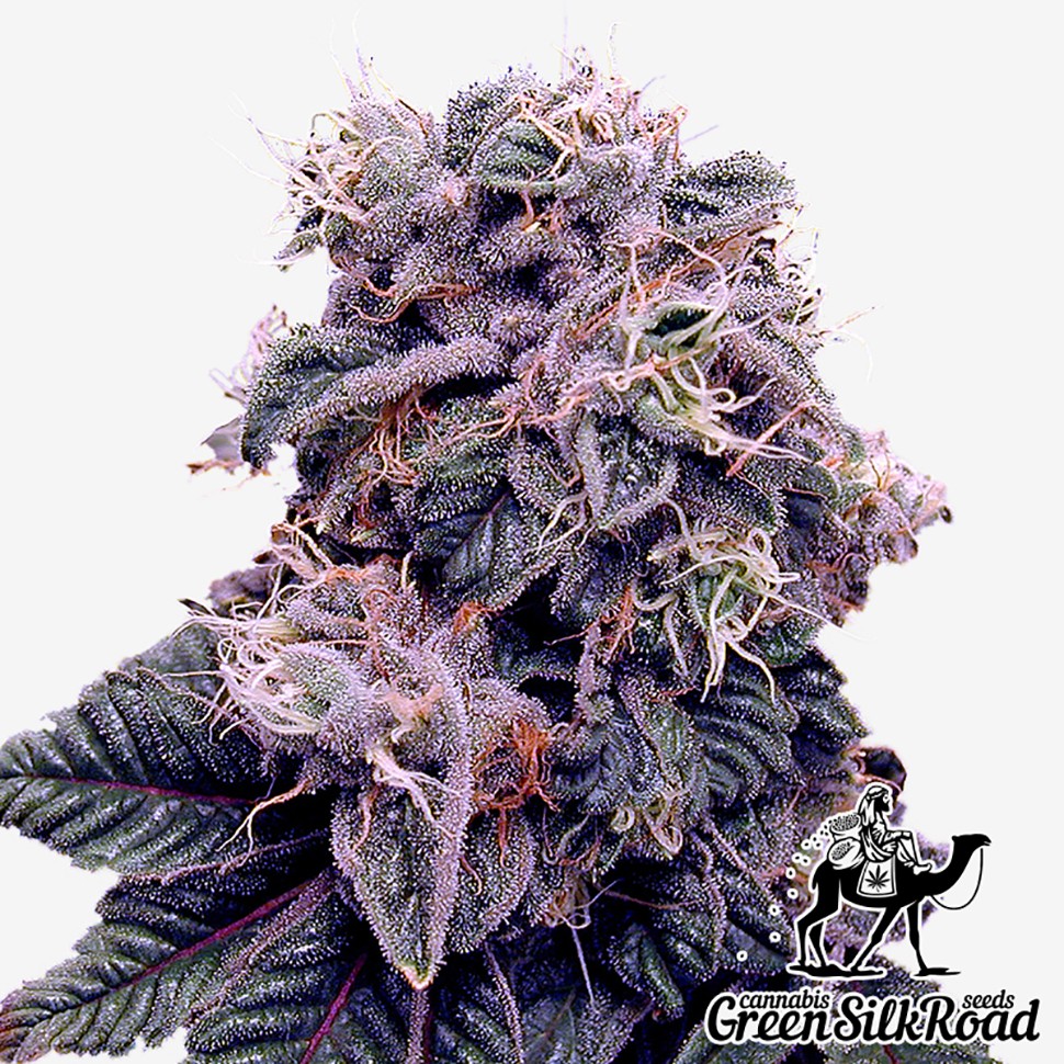 Семена ганжа  Blueberry feminised Green Silk Road Seeds