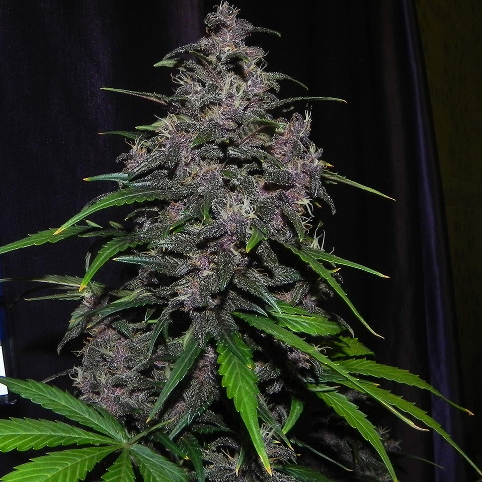 Семена конопли  Auto LSD feminised Ganja Seeds