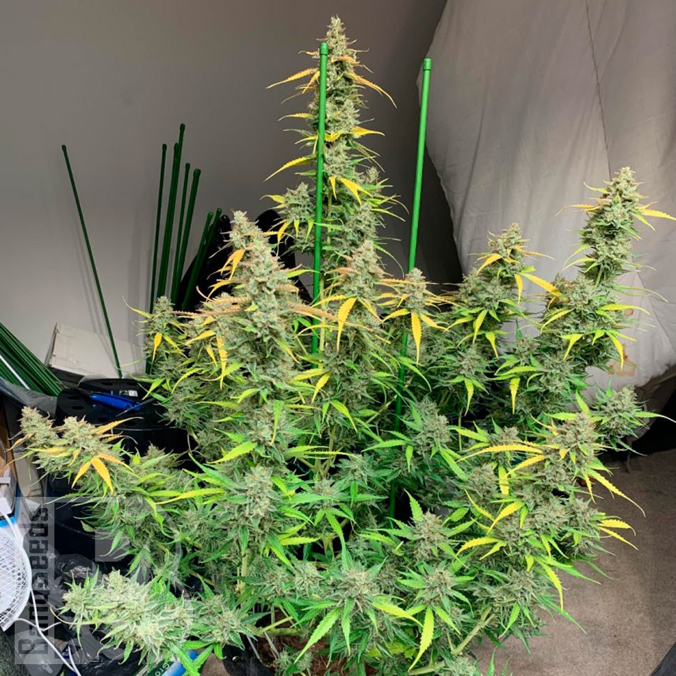 Glueberry O.G. feminised Ganja Seeds семена купить