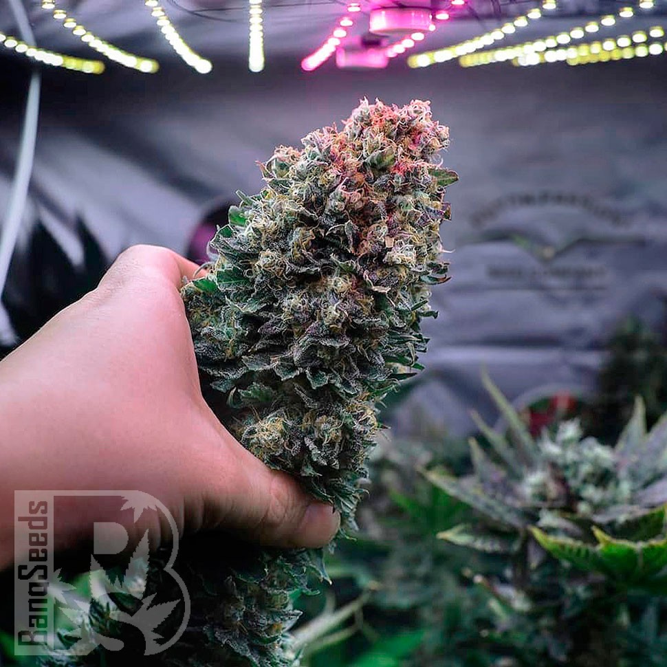 Семена ганжа  Glueberry O.G. feminised Ganja Seeds