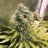 Качественные семена Glueberry O.G. feminised Ganja Seeds