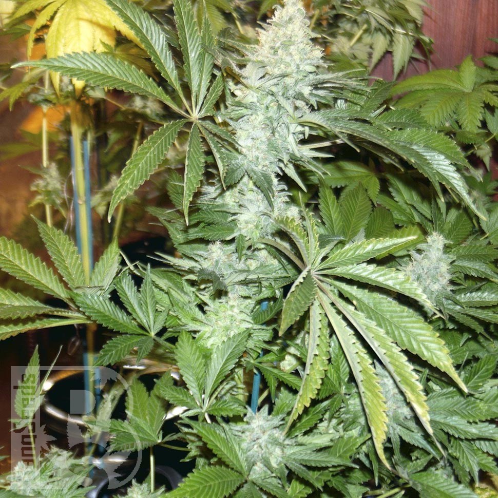 Семена  White Rhino feminised Ganja Seeds