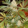 купить White Rhino feminised Ganja Seeds