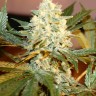 White Rhino feminised Ganja Seeds недорого