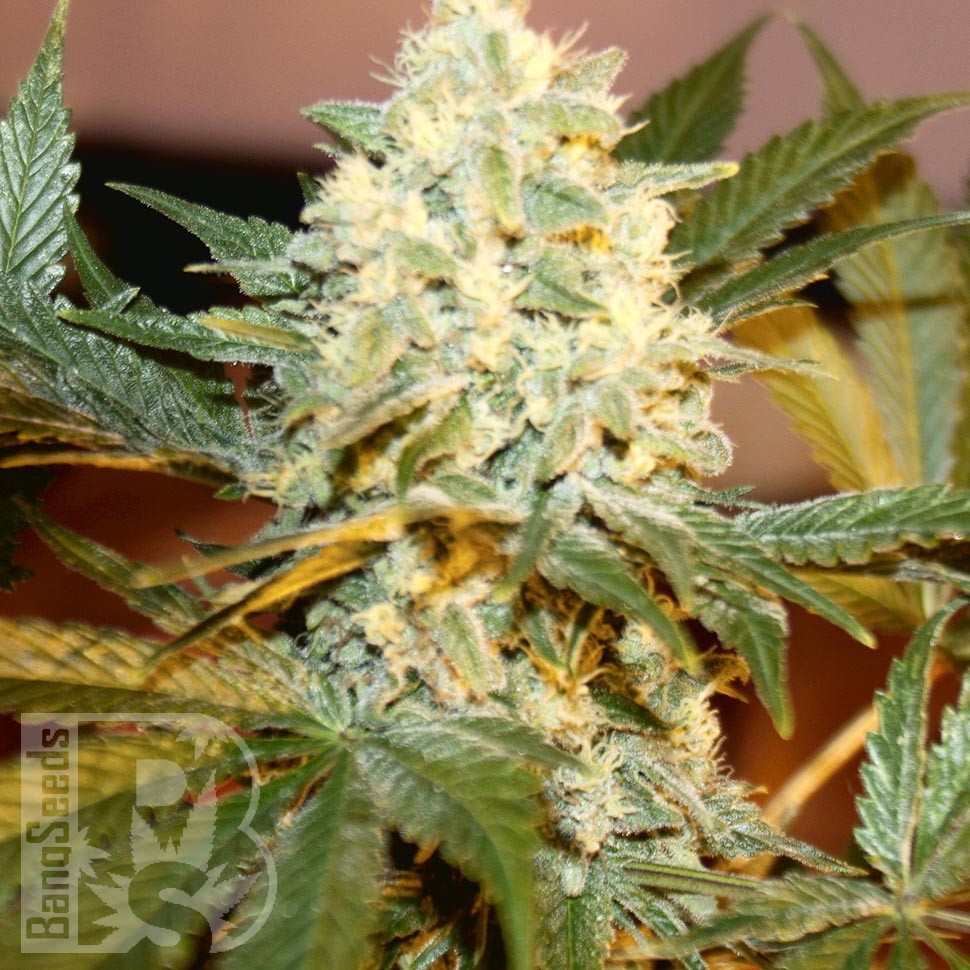 White Rhino feminised Ganja Seeds недорого